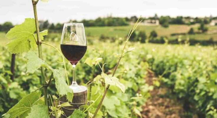 Sula Vineyards share price target